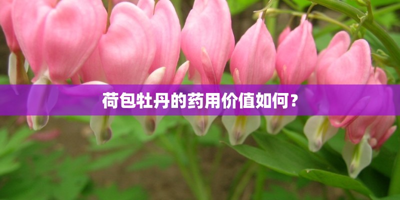 荷包牡丹的药用价值如何？