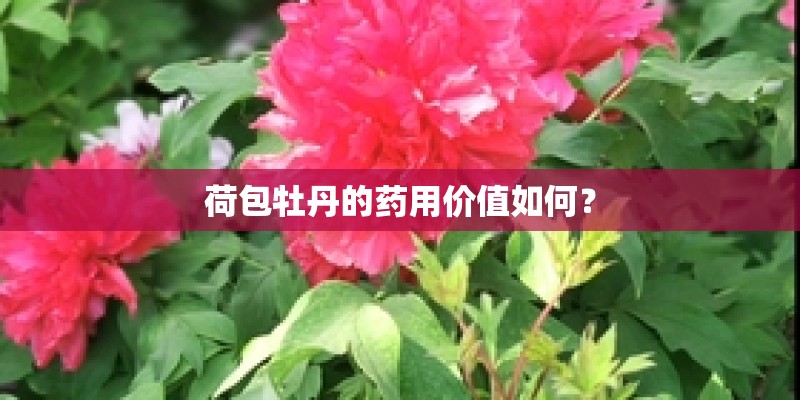 荷包牡丹的药用价值如何？