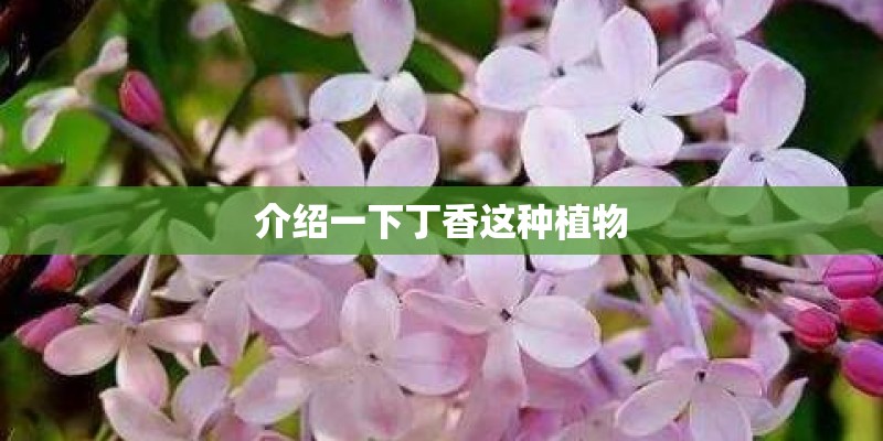 介绍一下丁香这种植物