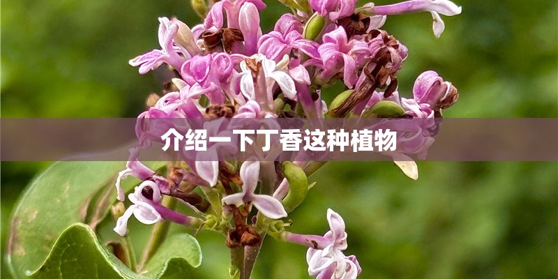 介绍一下丁香这种植物