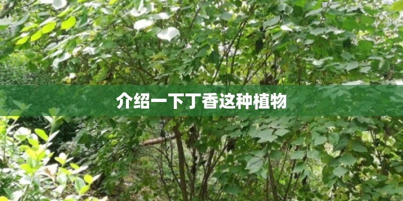 介绍一下丁香这种植物