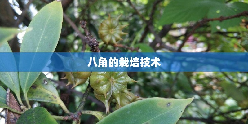 八角的栽培技术 八角的栽培技术