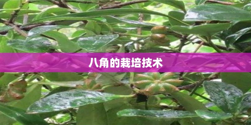 八角的栽培技术 八角的栽培技术