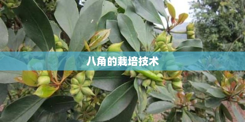 八角的栽培技术 八角的栽培技术