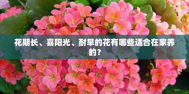花期长、喜阳光、耐旱的花有哪些适合在家养的？