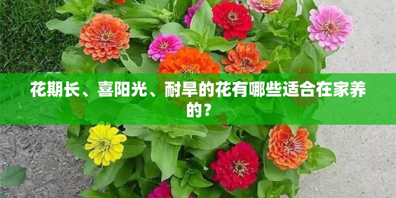 花期长、喜阳光、耐旱的花有哪些适合在家养的？