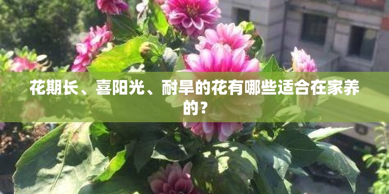 花期长、喜阳光、耐旱的花有哪些适合在家养的？