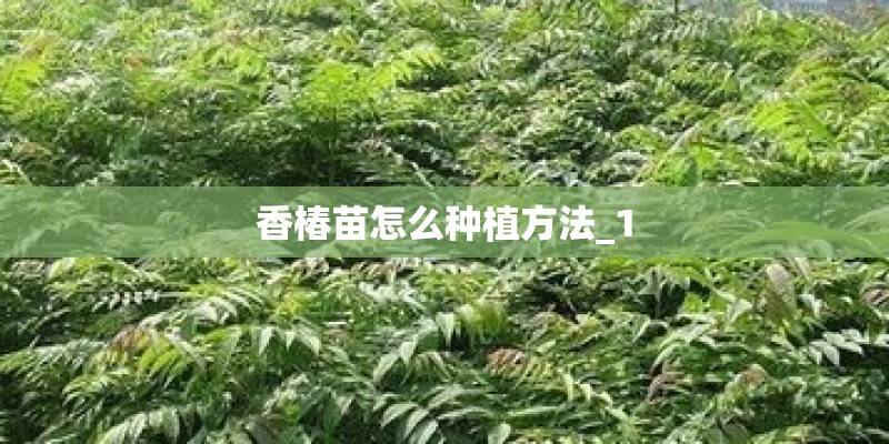 香椿苗怎么种植方法_1 香椿苗怎么种植方法_1