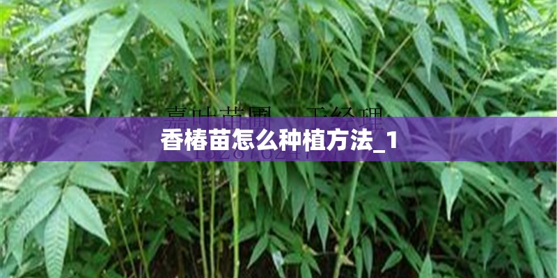 香椿苗怎么种植方法_1 香椿苗怎么种植方法_1