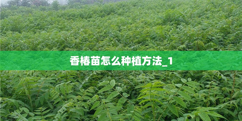 香椿苗怎么种植方法_1 香椿苗怎么种植方法_1