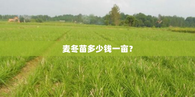 麦冬苗多少钱一亩？