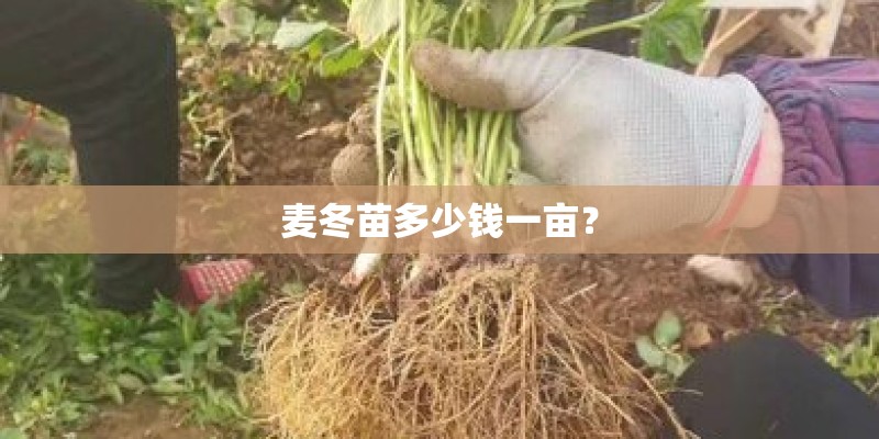 麦冬苗多少钱一亩？