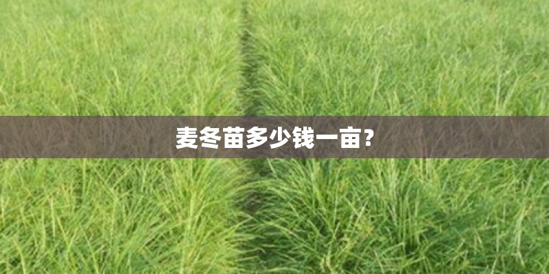 麦冬苗多少钱一亩？