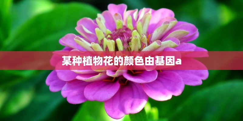 某种植物花的颜色由基因a 某种植物花的颜色由基因a