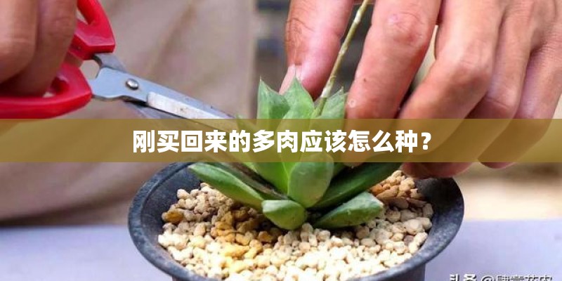 刚买回来的多肉应该怎么种？