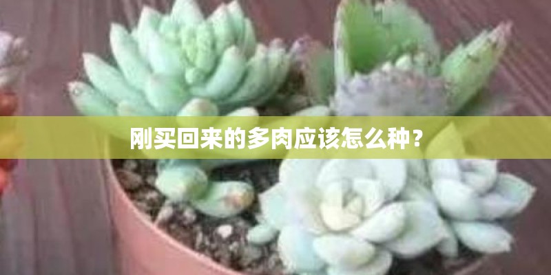 刚买回来的多肉应该怎么种？