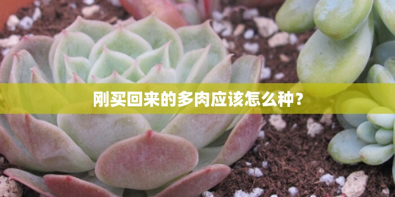 刚买回来的多肉应该怎么种？