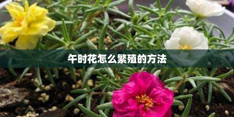午时花怎么繁殖的方法 午时花怎么繁殖的方法