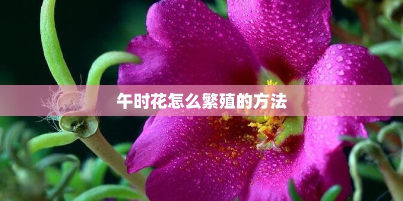 午时花怎么繁殖的方法 午时花怎么繁殖的方法