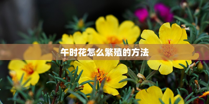午时花怎么繁殖的方法 午时花怎么繁殖的方法