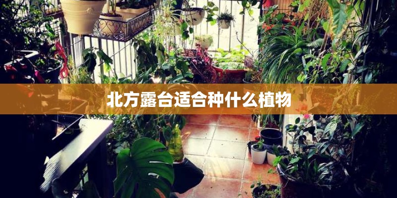 北方露台适合种什么植物