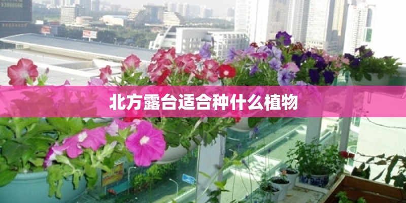 北方露台适合种什么植物