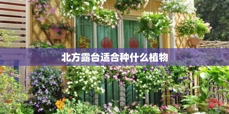 北方露台适合种什么植物