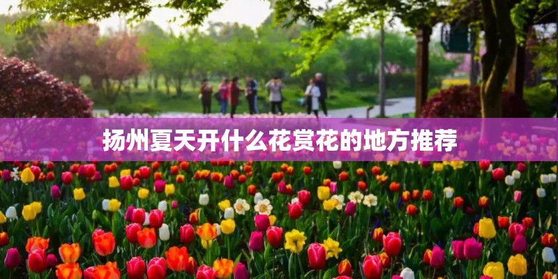 扬州夏天开什么花赏花的地方推荐
