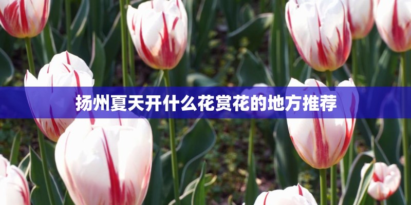 扬州夏天开什么花赏花的地方推荐
