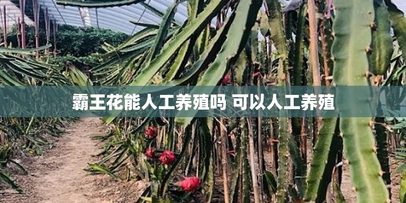 霸王花能人工养殖吗 可以人工养殖 霸王花能人工养殖吗 可以人工养殖
