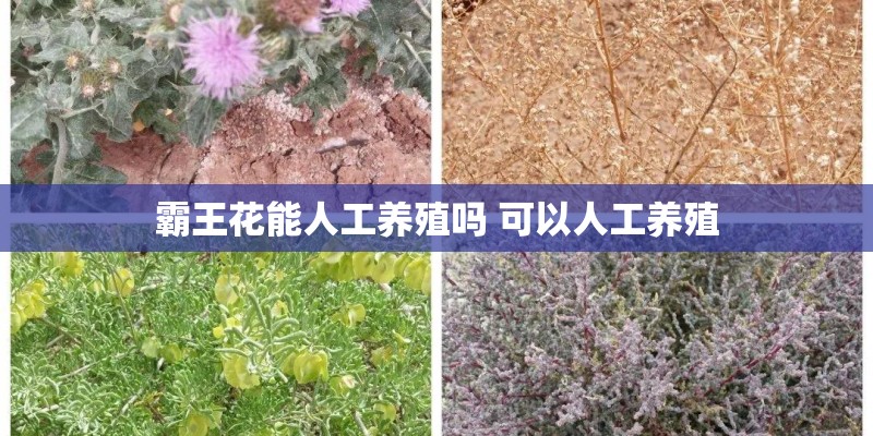 霸王花能人工养殖吗 可以人工养殖 霸王花能人工养殖吗 可以人工养殖