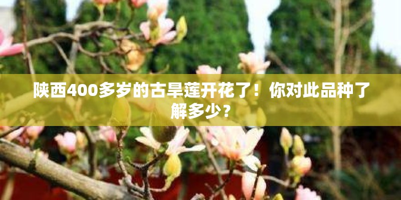 陕西400多岁的古旱莲开花了！你对此品种了解多少？
