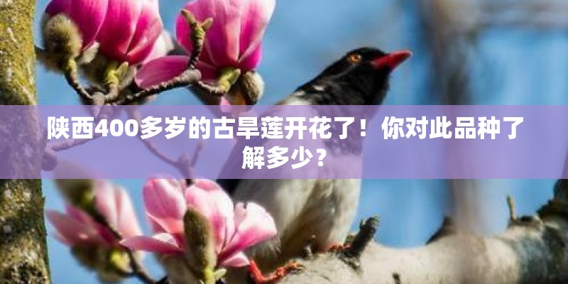 陕西400多岁的古旱莲开花了！你对此品种了解多少？