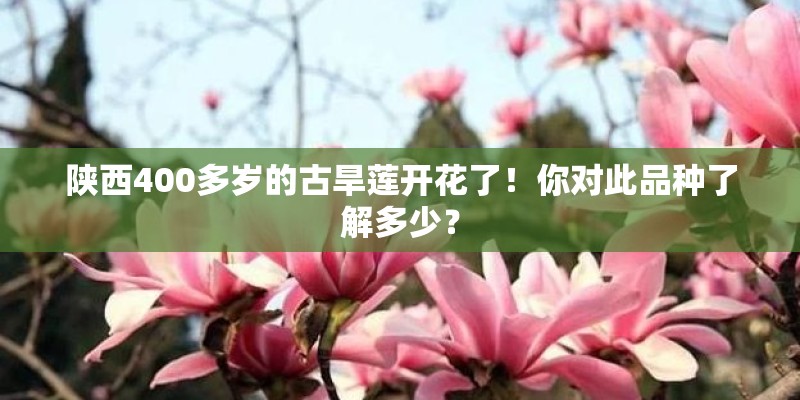 陕西400多岁的古旱莲开花了！你对此品种了解多少？
