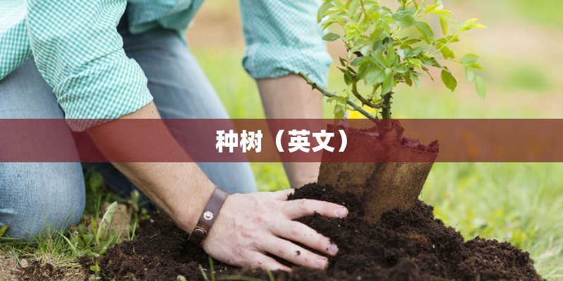 种树（英文）