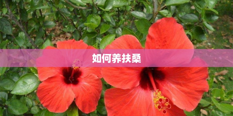 如何养扶桑