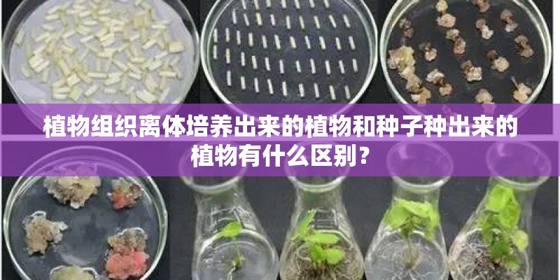 植物组织离体培养出来的植物和种子种出来的植物有什么区别？