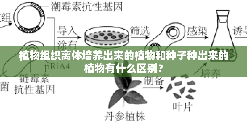 植物组织离体培养出来的植物和种子种出来的植物有什么区别？