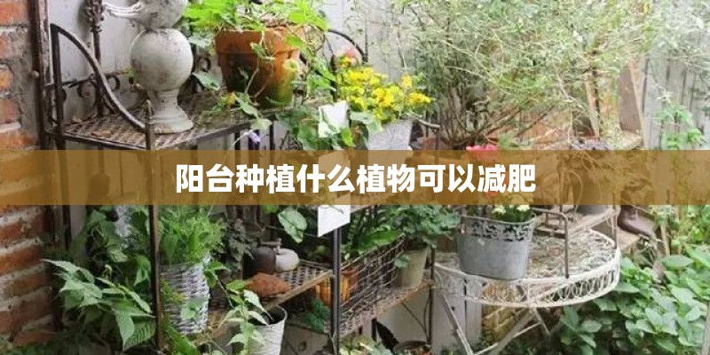 阳台种植什么植物可以减肥