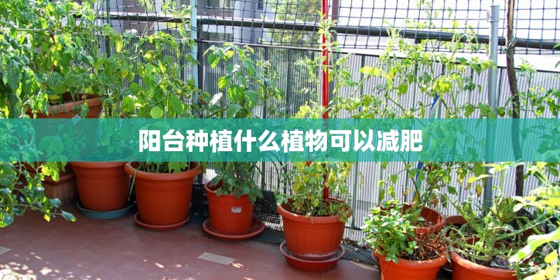 阳台种植什么植物可以减肥