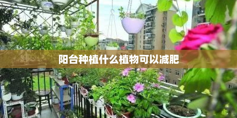 阳台种植什么植物可以减肥