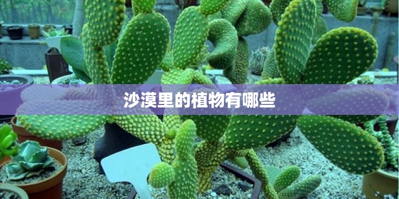 沙漠里的植物有哪些 沙漠里的植物有哪些