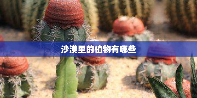 沙漠里的植物有哪些 沙漠里的植物有哪些