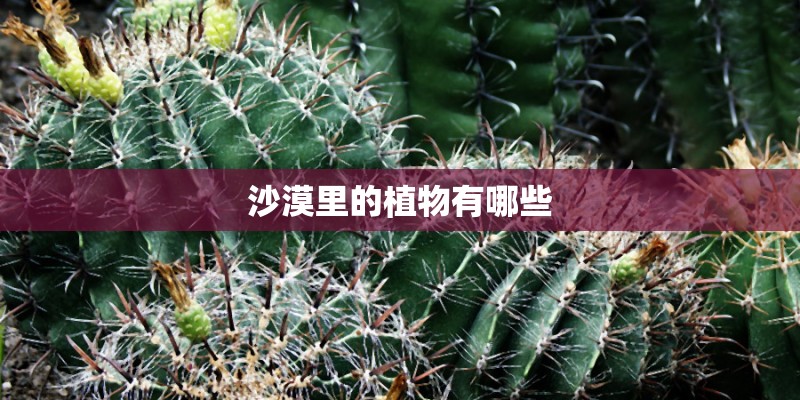 沙漠里的植物有哪些 沙漠里的植物有哪些