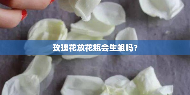 玫瑰花放花瓶会生蛆吗？