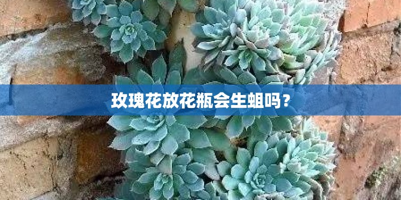 玫瑰花放花瓶会生蛆吗？