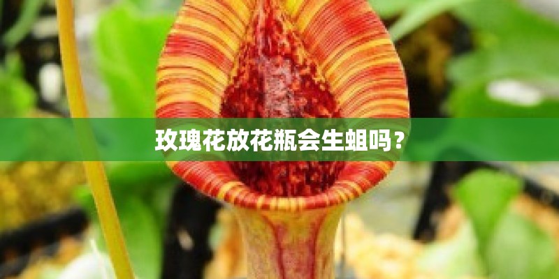 玫瑰花放花瓶会生蛆吗？
