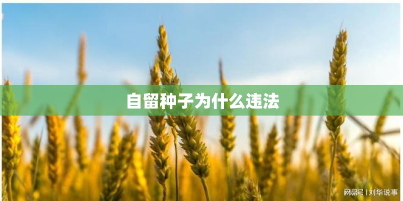 自留种子为什么违法 自留种子为什么违法