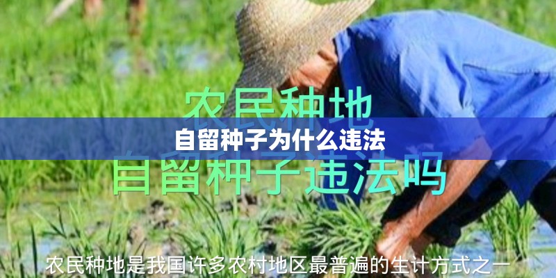 自留种子为什么违法 自留种子为什么违法