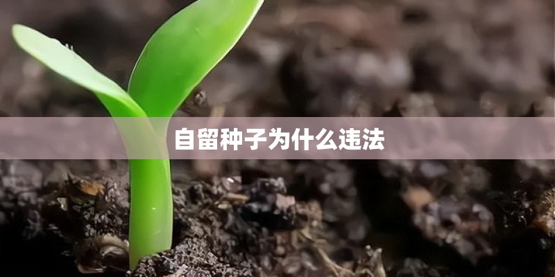 自留种子为什么违法 自留种子为什么违法